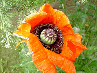 PICT0514 Mohn(Kopie)1