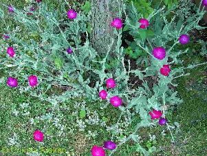 PICT2005 (Kopie)