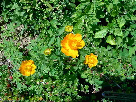 PICT2160 (Kopie)